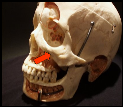 <p><span>A bony projection of the maxilla that articulates with the zygoma or cheekbone.</span></p>