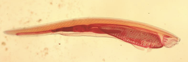 <p>What type of chordate is this species?</p>