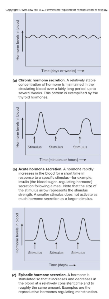 <ul><li><p><strong>Chronic</strong></p><ul><li><p>results in relatively constant blood levels of the hormone </p></li><li><p>thyroid hormone</p></li></ul></li><li><p><strong>Acute</strong></p><ul><li><p>hormones concentration changes suddenly and irregularly </p></li><li><p>levels differ with each stimulus</p></li><li><p>epinephrine release in response to stress or physical exercise</p></li></ul></li><li><p><strong>Episodic</strong></p><ul><li><p>hormone is secreted at fairly predictable intervals and concentrations </p></li><li><p>reproductive hormones</p></li></ul></li></ul><p></p>