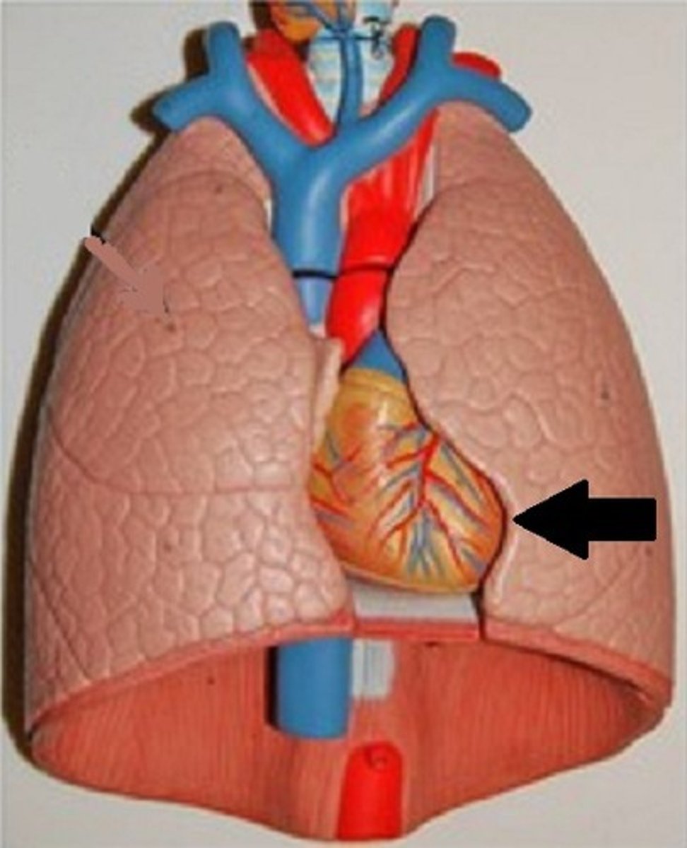 <p>a concave space on the left lung in which the heart lies.</p>