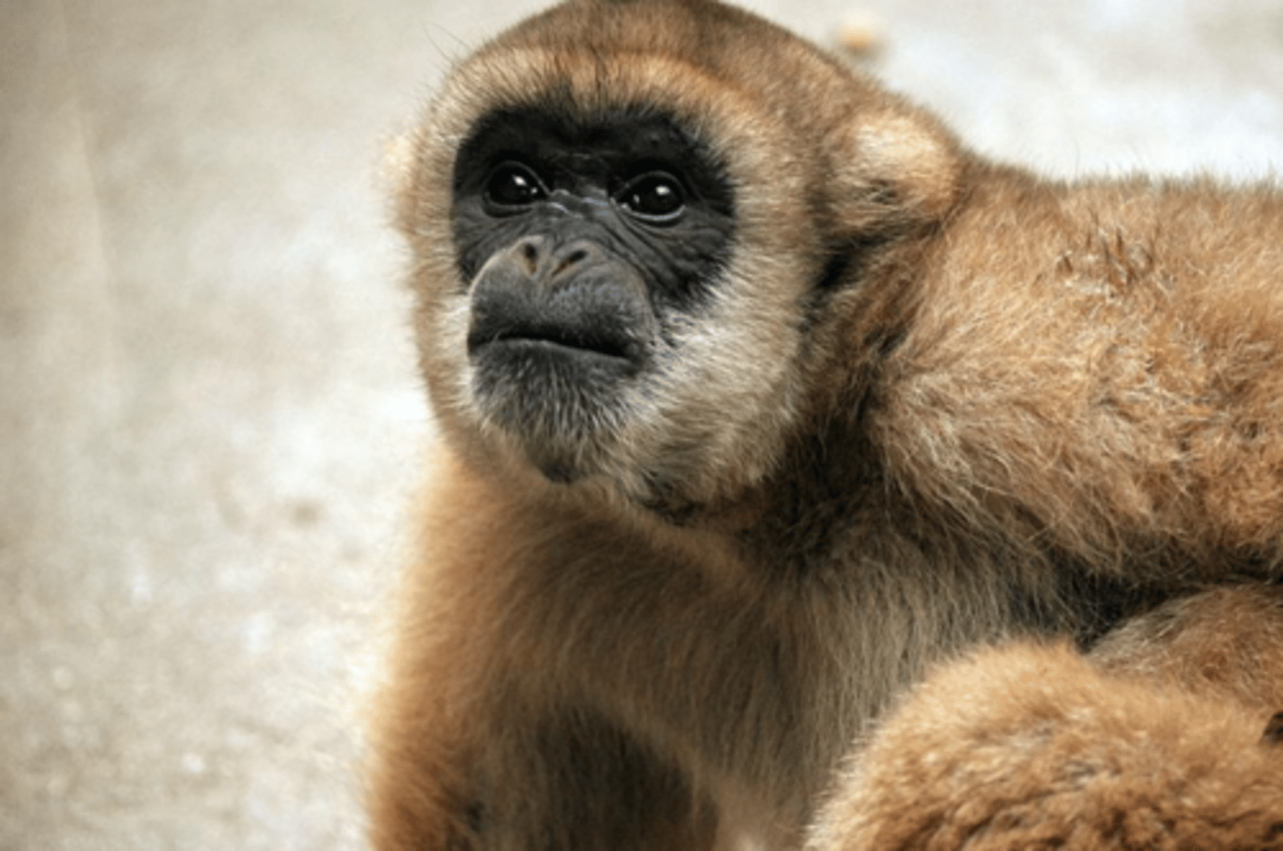 <p>CITES Appendix I</p><p>(parvorder platyrrhiini)- Spider Monkey</p>