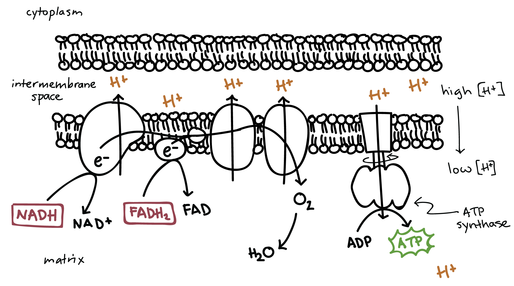 <p>The movement of ions across a semipermeable membrane bound structure down the electrochemical gradient.</p><p>In cellular respiration, it is the generation of ATP using kinetic energy from protons moving through ATP synthase.</p>