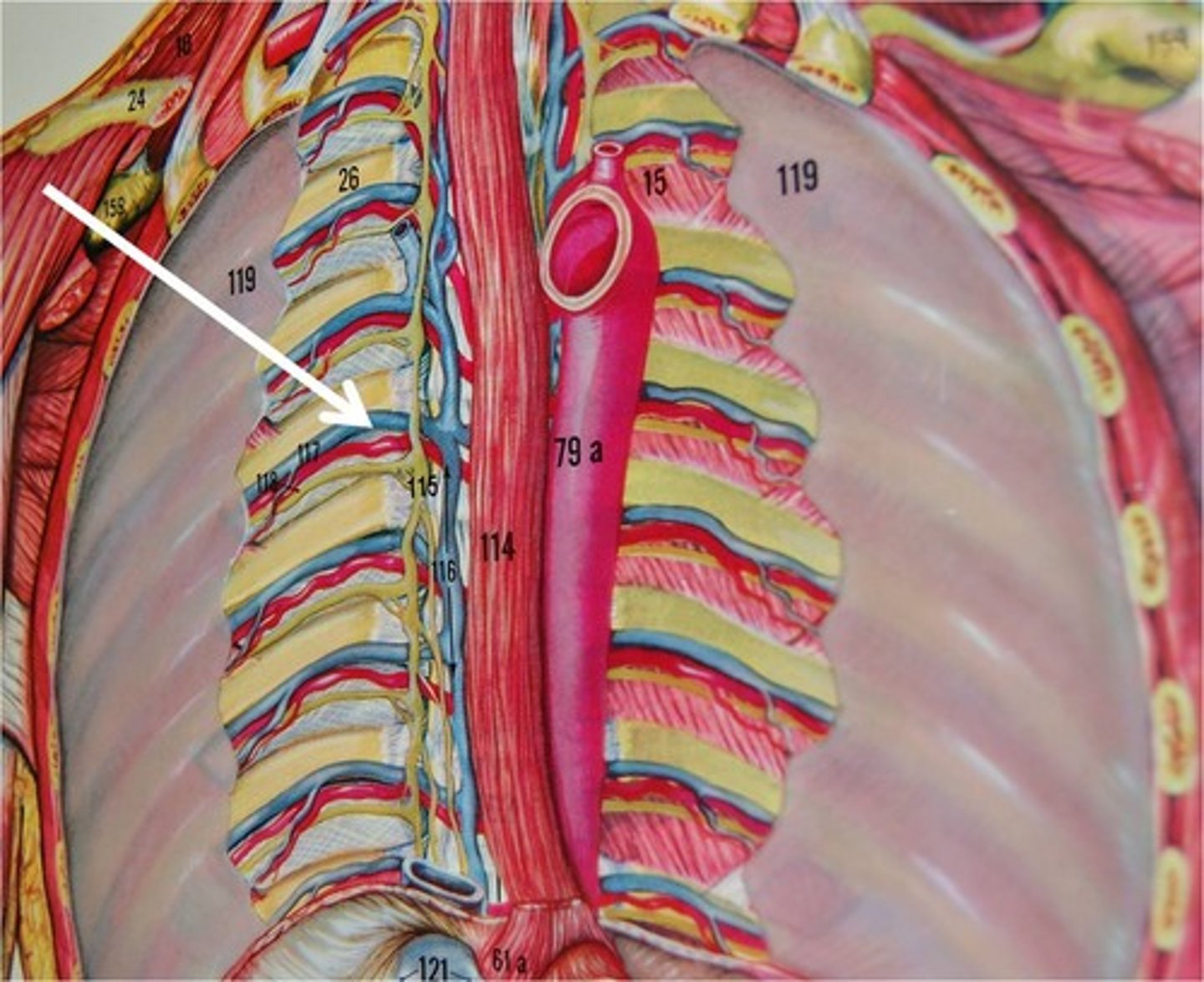 <p>In the posterior thorax, the intercostal nerve lies here instead of between the intercostalis intimi and internal intercostal muscle<br>- Top to bottom: VAN</p>