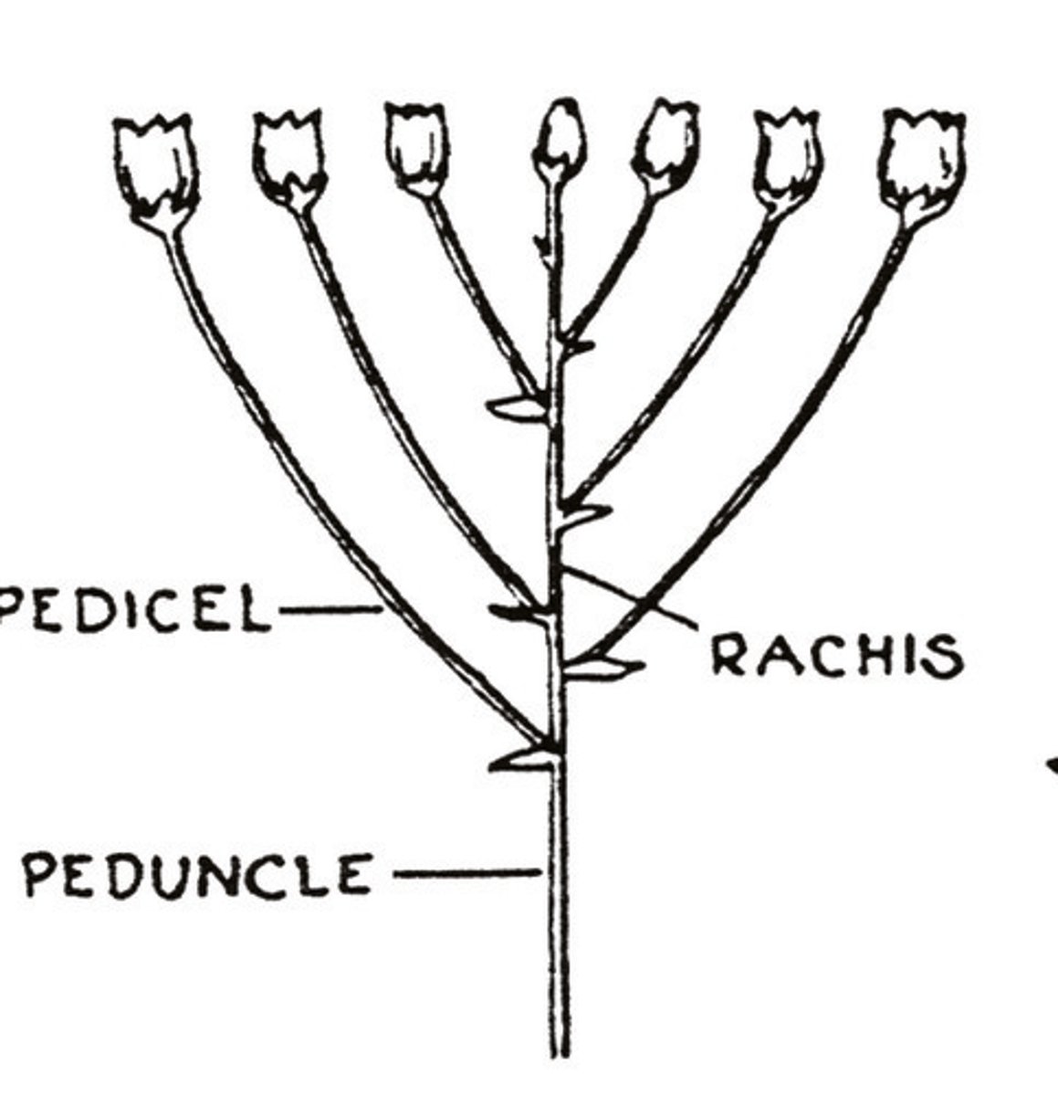 <p>unbranched, indeterminate inflorescence that is <u>flat-topped or convex (ex. boneset)</u></p>