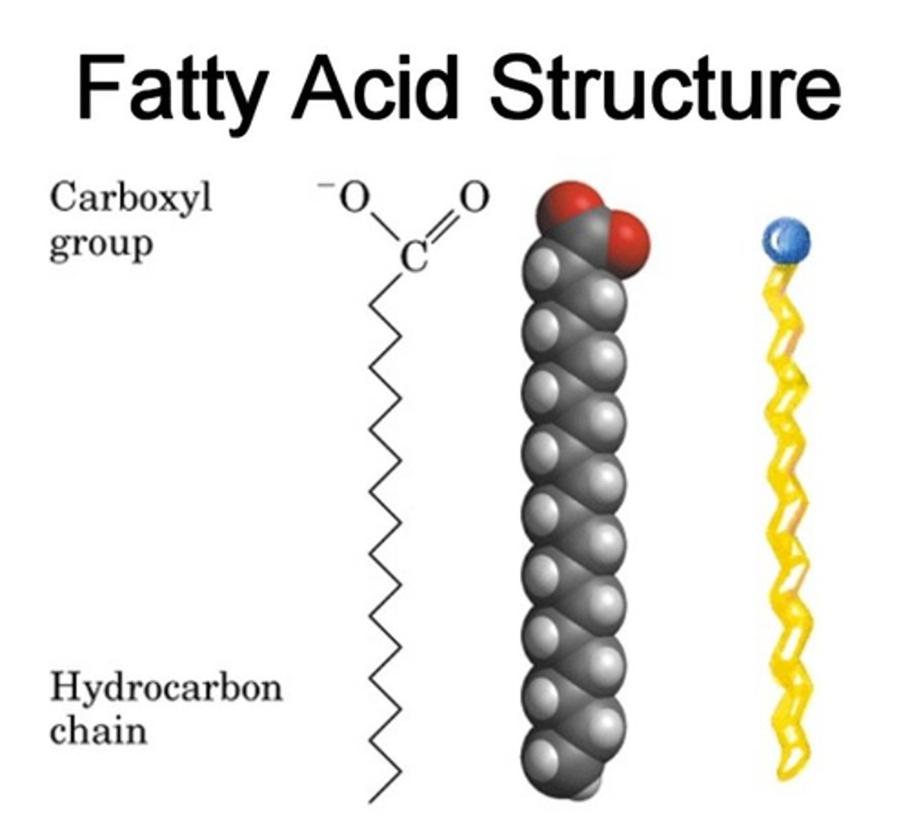 <p>Hydrocarbon chain with a carboxyl group at one end, which can be broken down to release energy (Fatty acid metabolism)</p>