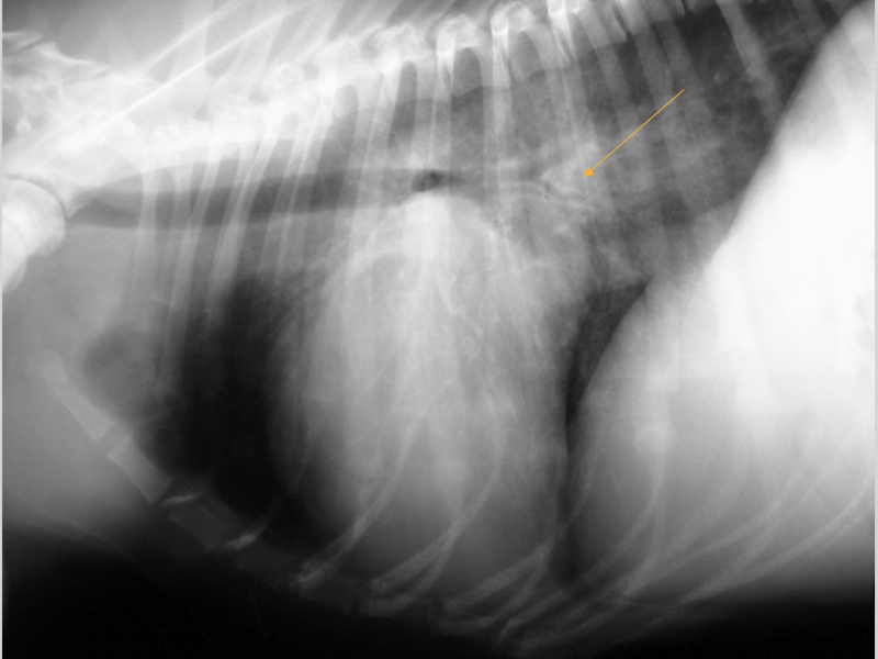 <p>What condition is this showing in a dog? How would it differ in a cat? </p>