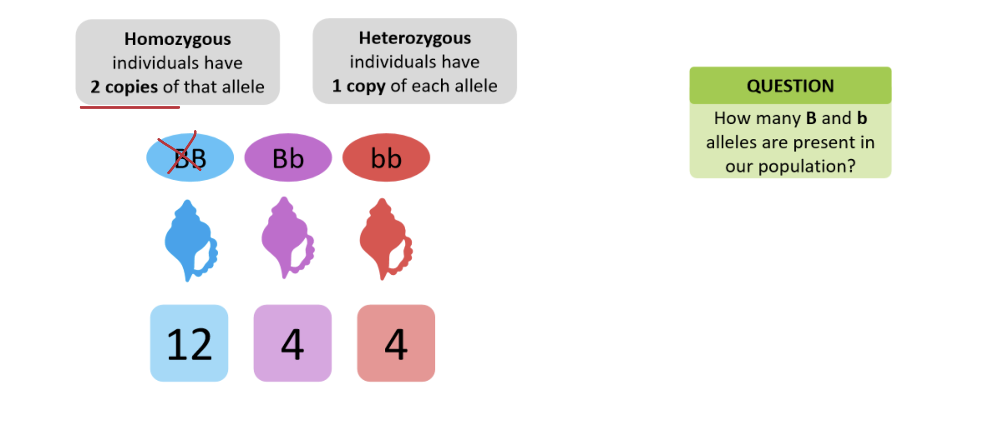 <p>How many B and b alleles are present in our population as a whole?</p>