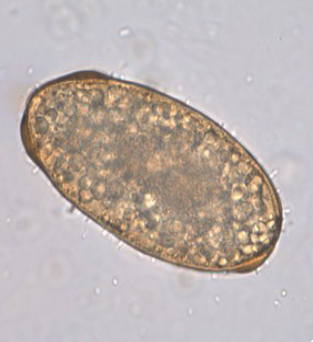 <p>what species produces this egg, and is it fertilized or unfertilized?</p>