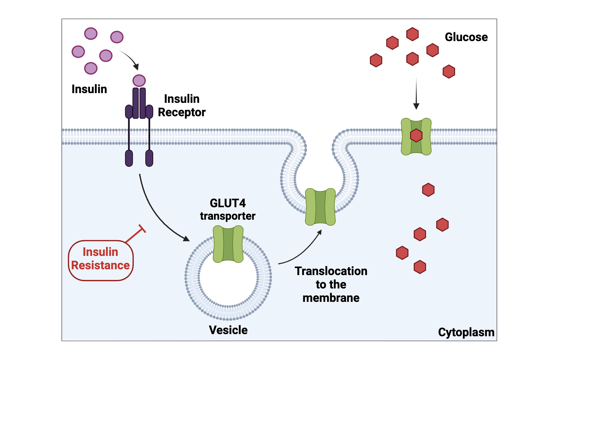 <p>() proteins are specific to a () substance and bind to that substance then change () and “carry it” to the other side; m<span style="background-color: transparent;">any allow movement in either direction as concentration gradients ()</span></p>
