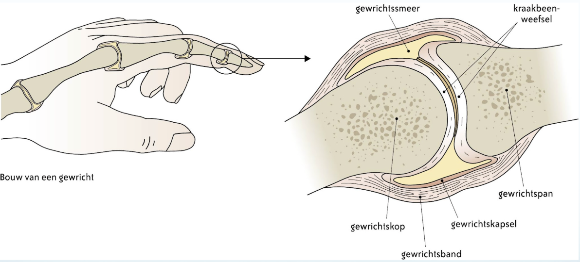 <p>Gewrichtssmeer in de gewrichtsholten vermindert wrijving tussen botten.</p><p></p>