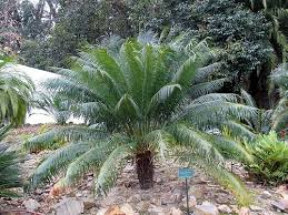 <p>Queen sago </p>