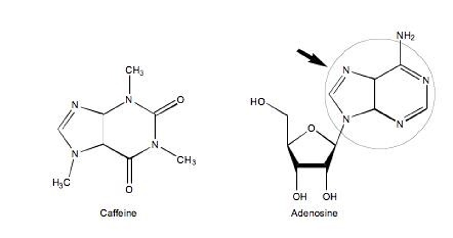 <p>A CNS stimulant &amp; in methylxanthine family of chemicals.</p>