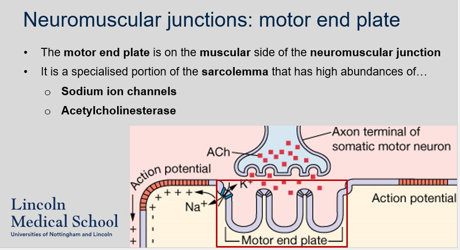 <ol><li><p>The motor end plate is a specialized region of the sarcolemma on the muscular side of the neuromuscular junction.</p></li><li><p>The motor end plate has a high abundance of sodium ion channels. The sodium ion channels allow the influx of sodium ions, which depolarizes the muscle fibre.</p></li></ol>