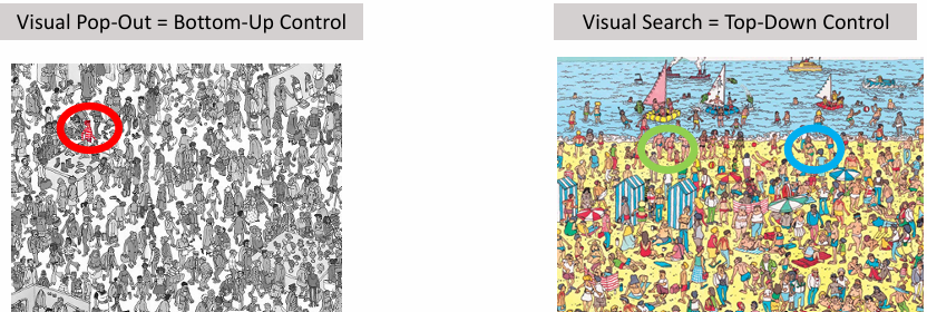 <ul><li><p><strong>Bottom-up control</strong> is stimulus-driven: attention is automatically drawn to salient targets that “pop out” from their surroundings (exogenous control-attention is naturally/automatically drawn to the stimulus). Pre-attentive (The process of detecting stimuli in the visual field (usually in the periphery) to guide future attention) processes in the visual field detect these stimuli, often in the periphery, and guide attention. Reaction times are very fast in visual pop-out tasks because the target is immediately noticeable.</p></li><li><p><strong>Top-down control</strong> is user-driven and task-dependent (endogenous control-attention directed to the stimulus voluntarily). Attention is directed voluntarily based on goals, instructions, or expectations. Visual search tasks, which require identifying a target among distractors using top-down control, have longer reaction times (~40 ms or more) because neurons must process and locate the target deliberately.</p></li><li><p>In summary, bottom-up attention is automatic and fast, whereas top-down attention is voluntary and slower, reflecting the cognitive effort required to find a target.</p></li></ul><p></p>