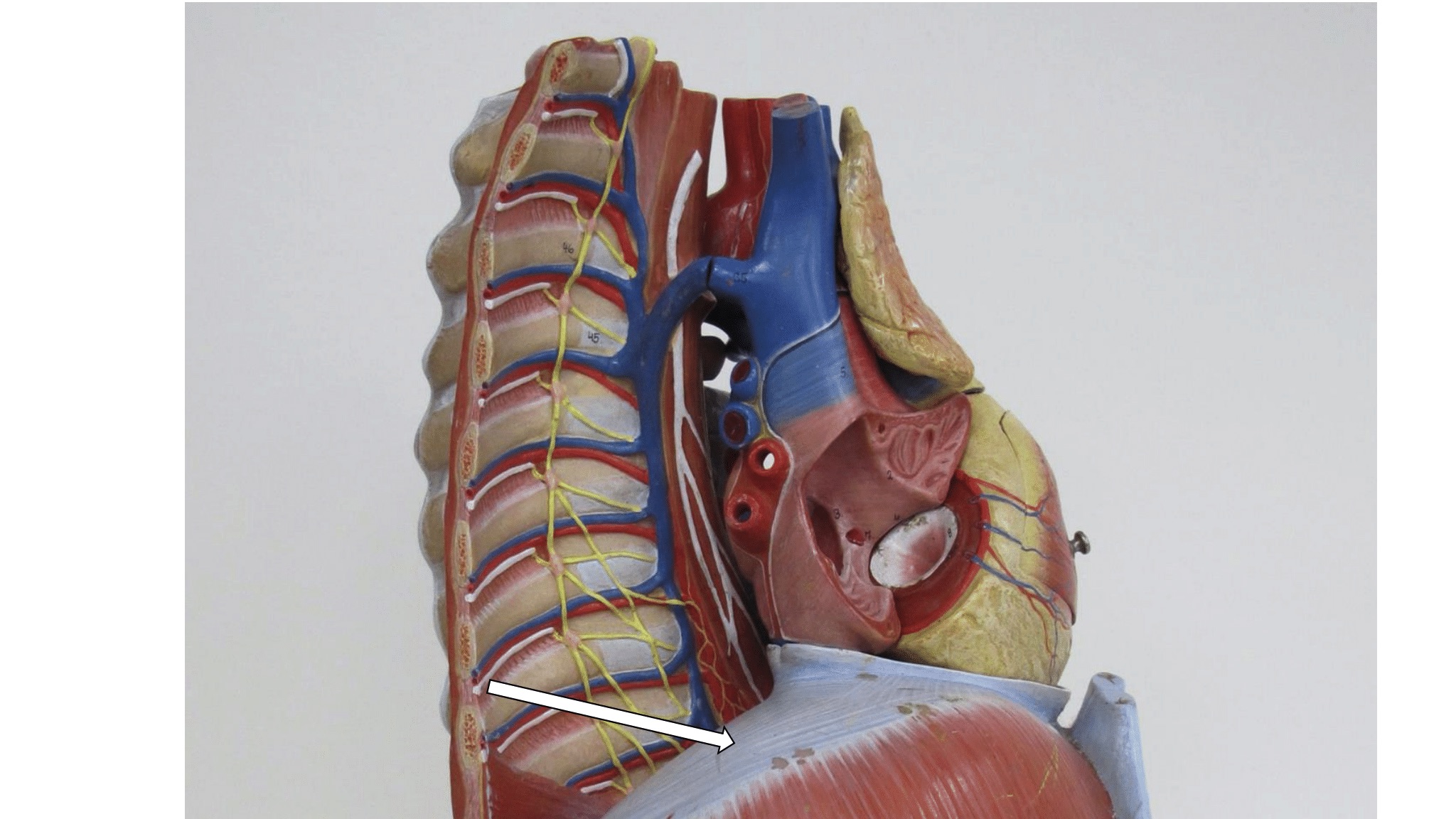 <p>lateraal zicht mediastinum</p>