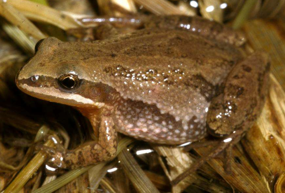 <p>boreal chorus frog</p>