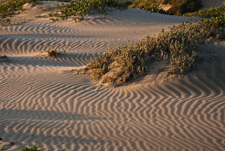 <p>One component of soil. A granular material composed of finely divided rock and mineral particles. Soils high in this are gritty and fall apart easily. Soils high in this have good drainage and air supply to the roots, however, leaching is rapid.</p>