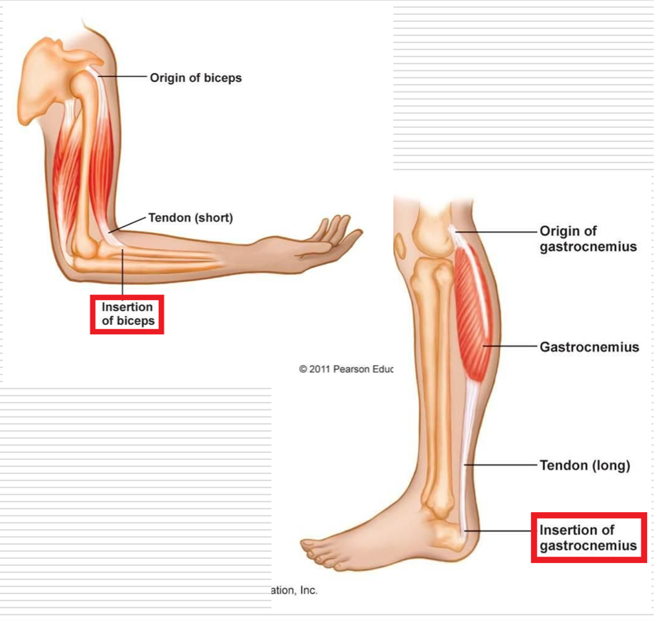 <p>Structurally - Distal attachment or the part that attaches farthest from the midline or center of body </p><p>Functionally - Most moveable part is generally considered the insertion </p><p>Insertion → Origin </p>
