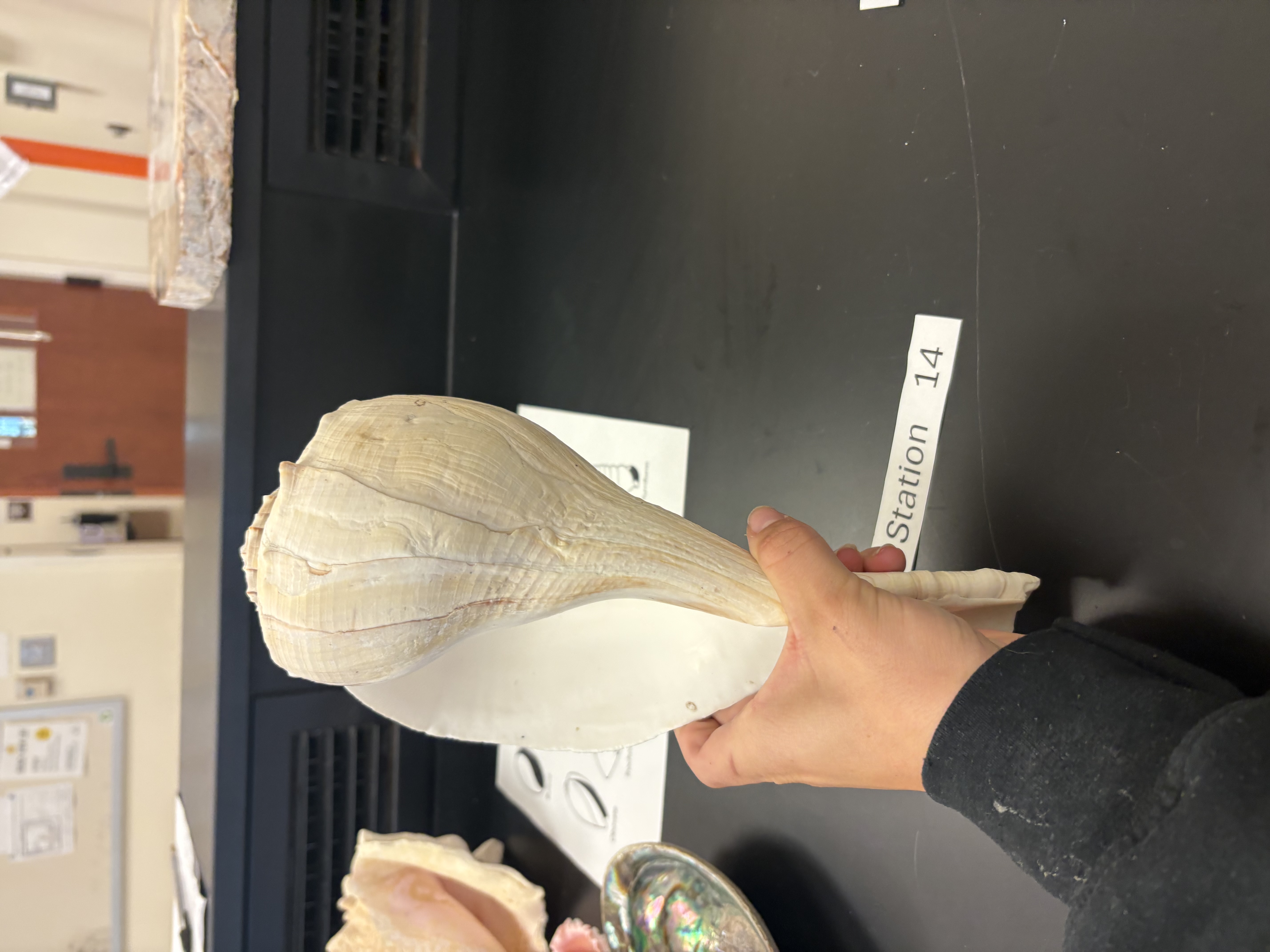 <p>type of gastropod shell</p>