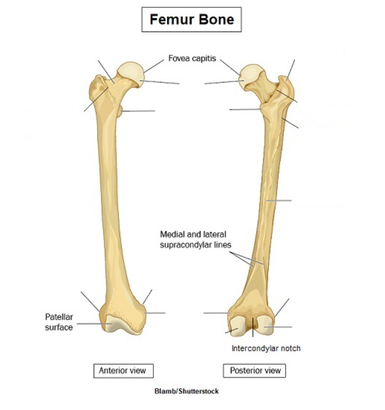 <ul><li><p>Left: Neck, Intertrochanteric line, Lateral epicondyle</p></li><li><p>Middle: Head, Lesser trochanter, Adductor tubercle, Medial epicondyle, Medial condyle</p></li><li><p>Right: Greater trochanter, Intertrochanteric crest, Gluteal tuberosity, Linea aspera, Lateral epicondyle, Lateral condyle</p></li></ul>