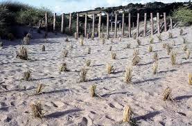 <p>Describe Dune Stabilization.</p>