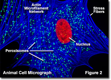 <p><span style="background-color: transparent;">globular organelles, centers for reduction-oxidation reactions with fatty acids/ethonal/etc. which detoxify reactive molecules</span></p>