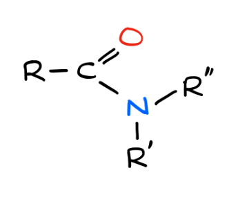 <p>carbonyl with nitrogen (–CONH₂, –CONHR, –CONR₂)</p>