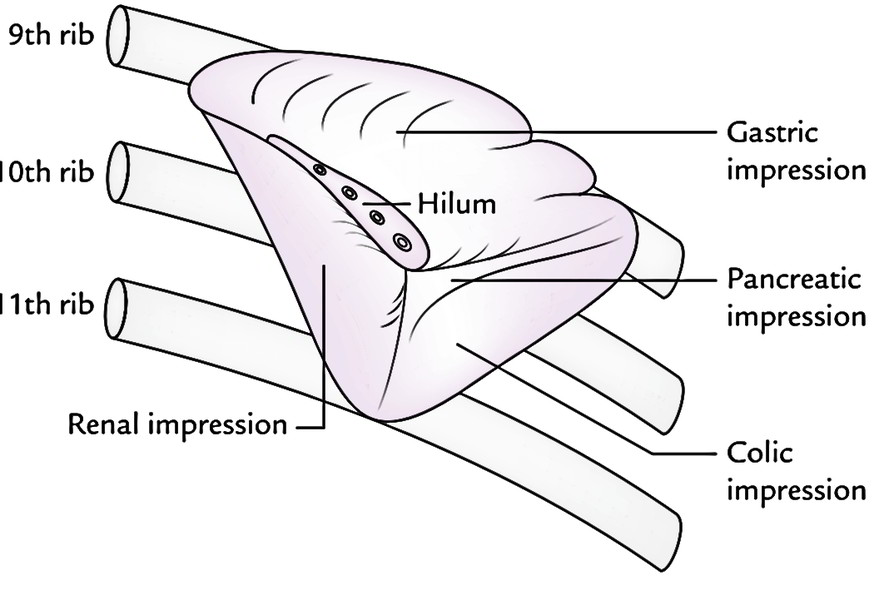 <p>❖The<strong> long axis </strong>of the spleen lies along the <span style="color: red">long axis of the 10th rib</span></p><p>❖Its <strong>upper border</strong> is parallel to the <span style="color: red">superior border of the 9th rib</span></p><p>❖Its <strong>lower border</strong> is parallel to the <span style="color: red">inferior border of the 11th rib</span></p><p>❖The<strong> anterior end normally</strong> lies just <span style="color: red">behind the left midaxillary line</span></p><p>❖The<strong> posterior end</strong> lies <span style="color: red">one and half inches lateral to the 10th thoracic spine</span>.</p>