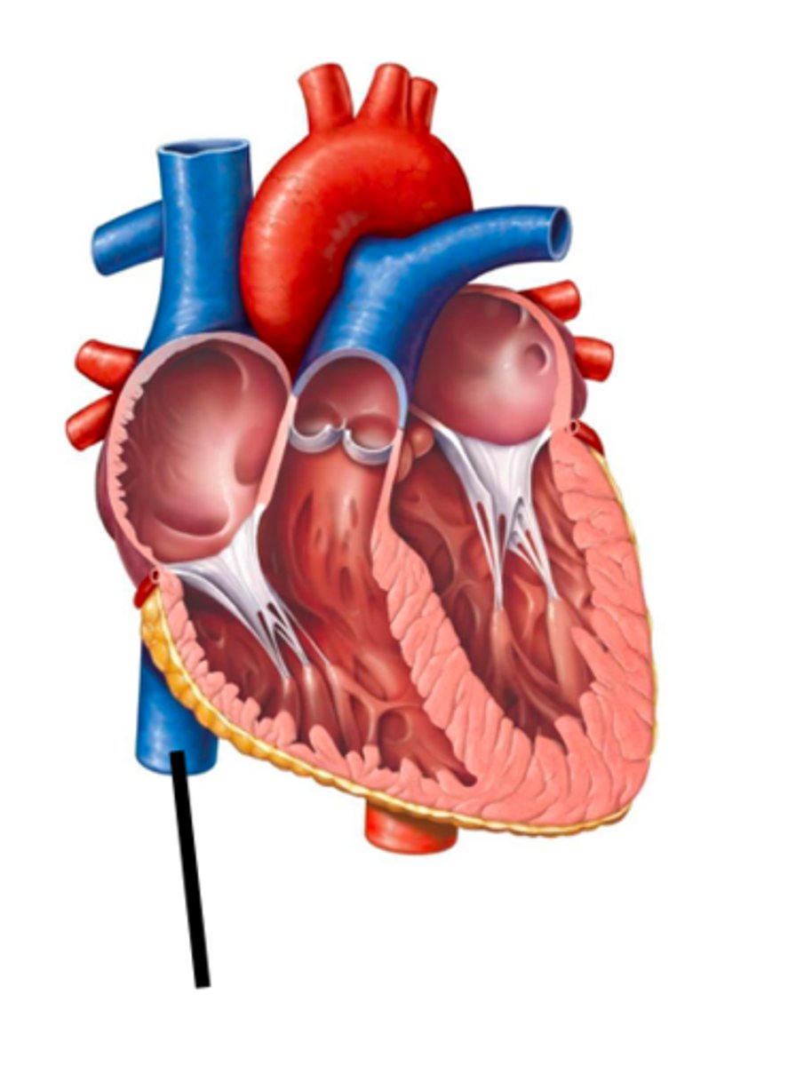 <p>a large vein carrying deoxygenated blood into the heart</p>