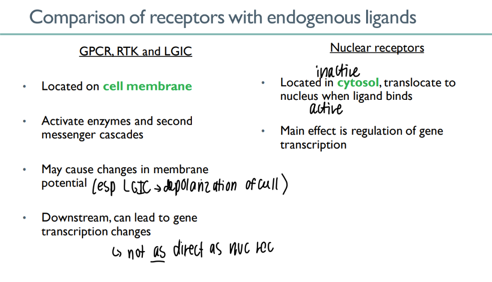 <p>ON cell mem </p><p>cascades + cell mem potential changes </p><p>INDIRECTLY act/inhib gene exp</p>