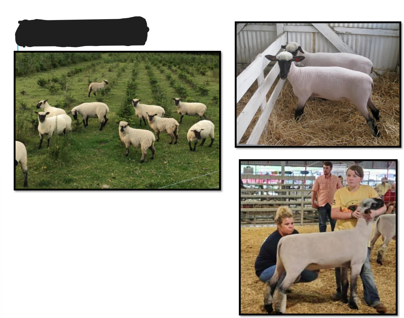 <p>White colored</p><p>Black face</p><p>Black lower legs</p><p>Originally smaller than Hamps</p><p>Less muscular than Hamps</p><p>More wool on head and legs than Hamps</p>