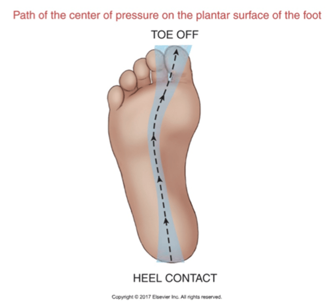 <p>-Typically initial contact is on lateral heel so CoP just lateral to midpoint of heel <br>-moves toward lateral midfoot at midstance <br>-moves towards medial forefoot under 1st or 2nd MT head during heel-off to toe-off</p>