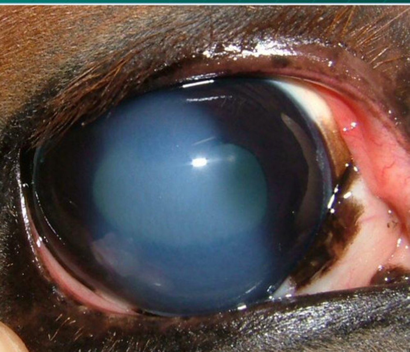 <p>What is the treatment for immune mediated endothelitis?</p>