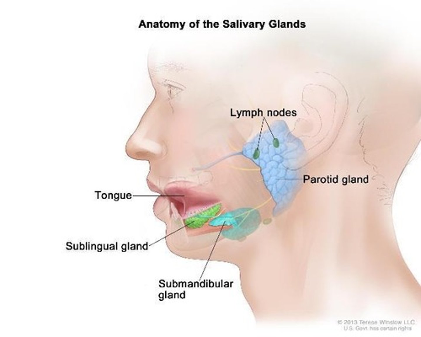 <p>Glands producing saliva for digestion.</p>