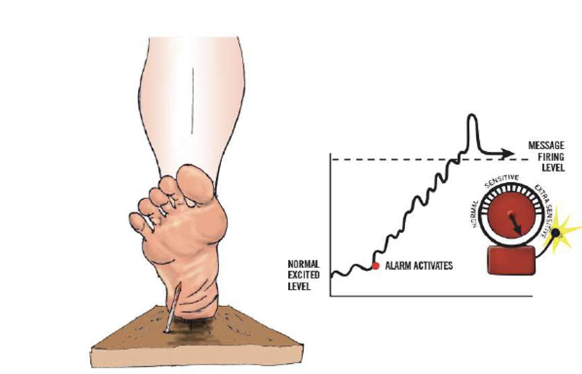 <ul><li><p>so when you step on a rusted nail, the alarm in your foot goes off</p></li><li><p>the alarm sends a danger message to your brain</p></li></ul><p></p>