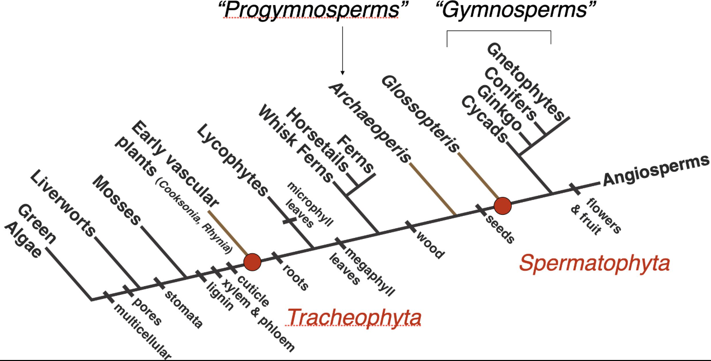 <p>Do Gymnosperms constitue a clade </p>