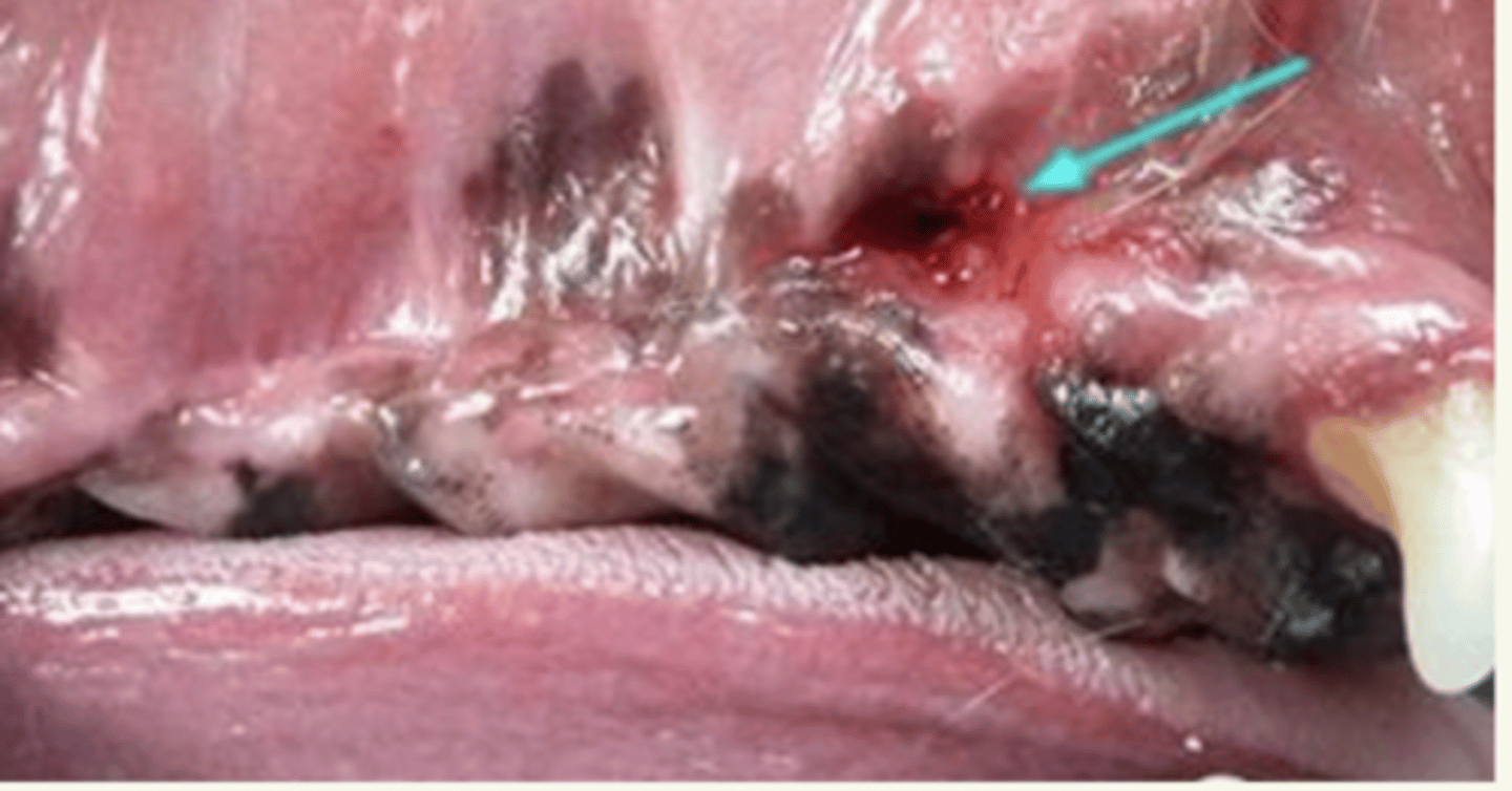 <p>perros. </p><p>está más frecuente en el tercer premolar</p>