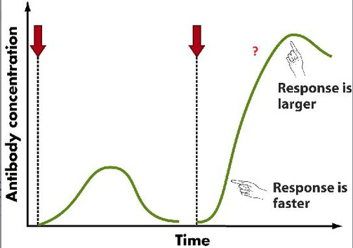 <p>allow a faster response upon second exposure to a pathogen.</p>