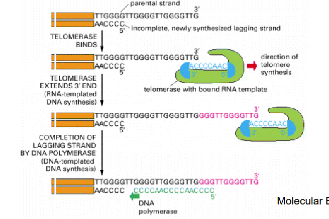 <ul><li><p>RNA-dependent DNA polymerase</p></li><li><p>Contains RNA which is complementary to repetitive sequence in telomere</p></li><li><p>Uses 3’ end of DNA as a primer and RNA as a template to extend 3’ end of DNA</p></li><li><p>Once a single-stranded portion of telomere end is extended, an RNA primer is produced to fill a single-stranded portion of chromosome.</p></li></ul><p></p>