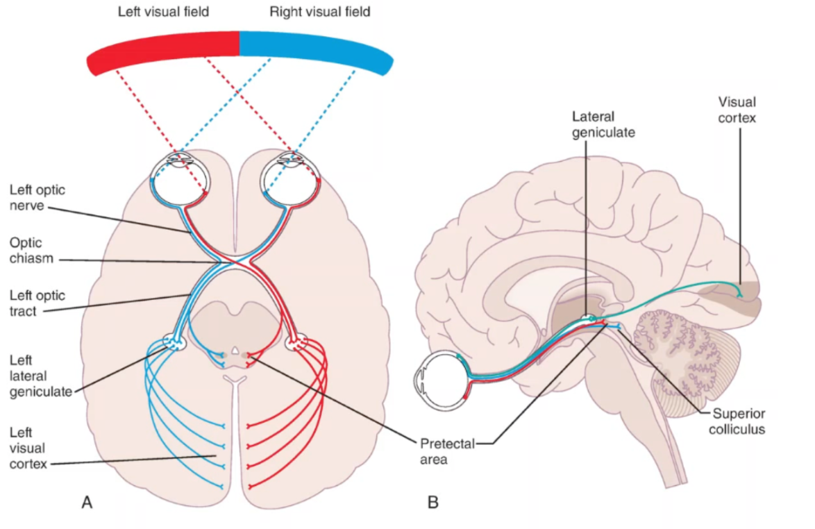 <ol><li><p>optic tract travels from eye to lateral geniculate nuclei</p></li><li><p>lateral geniculate synapses with next neuron, which travels to the primary visual cortex (PVC looks for shape, size, texture)</p></li><li><p>information is subsequently sent to secondary visual cortex</p></li><li><p>information from left visual field is being projected to nasal side of left side, and temporal side of right side</p></li><li><p>at the optic chiasm, the information swaps to the other side of the brain</p></li></ol><p></p>