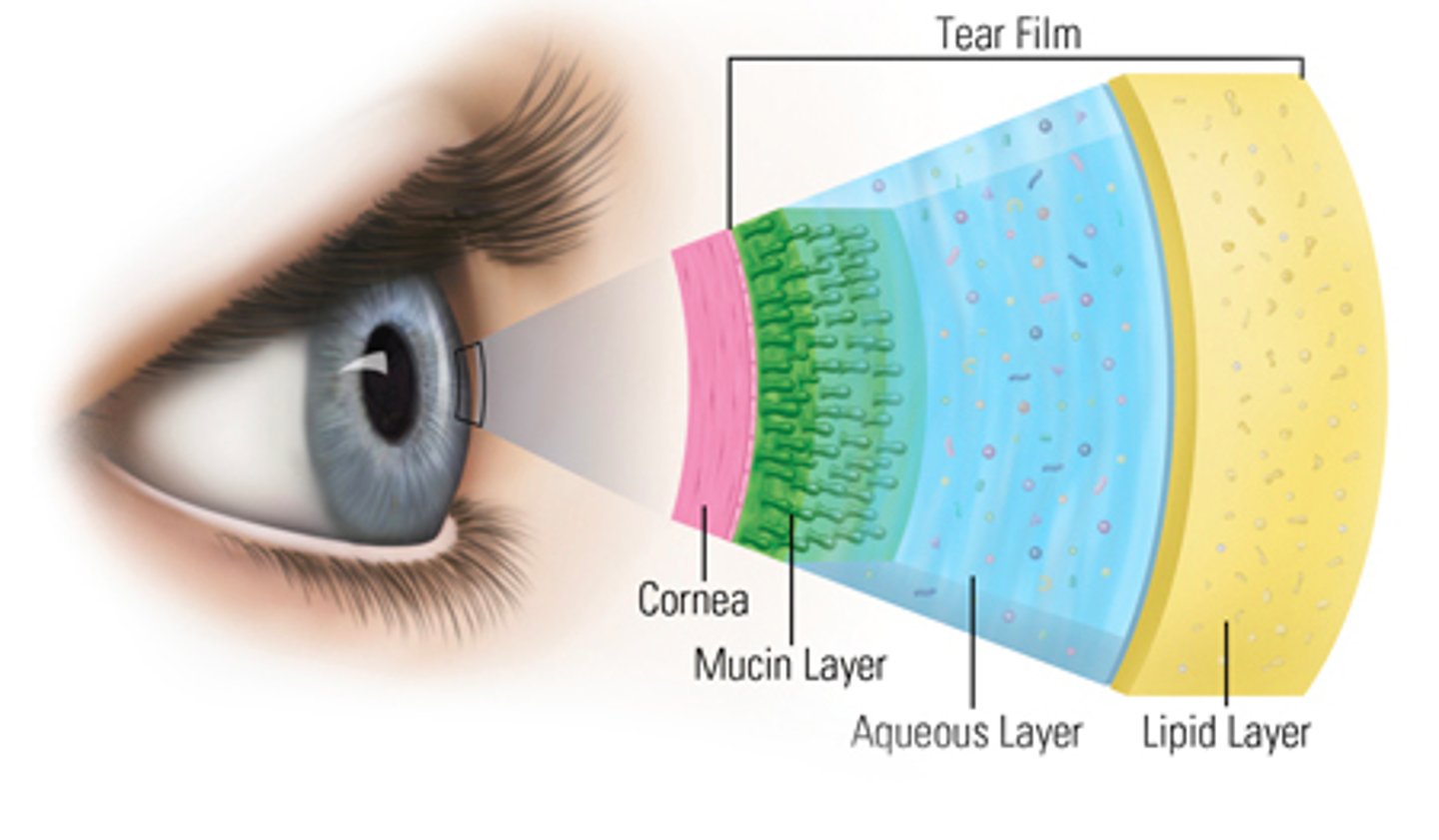 <p>D. Oily (outer), Aqueous (middle), and Mucin (inner).</p><p>* The 3 layers work together to help maintain the health of our eyes and ward off infection</p>