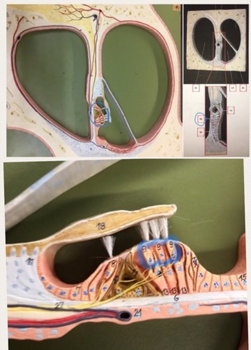 <p>detect movement in their environment.</p>