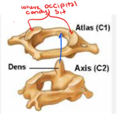 <p>named for the greek figure, allows for up and down movement. Skull sits on top of it. Occipital condyle sits on the atlas cavities. Doesn’t have a centra</p>
