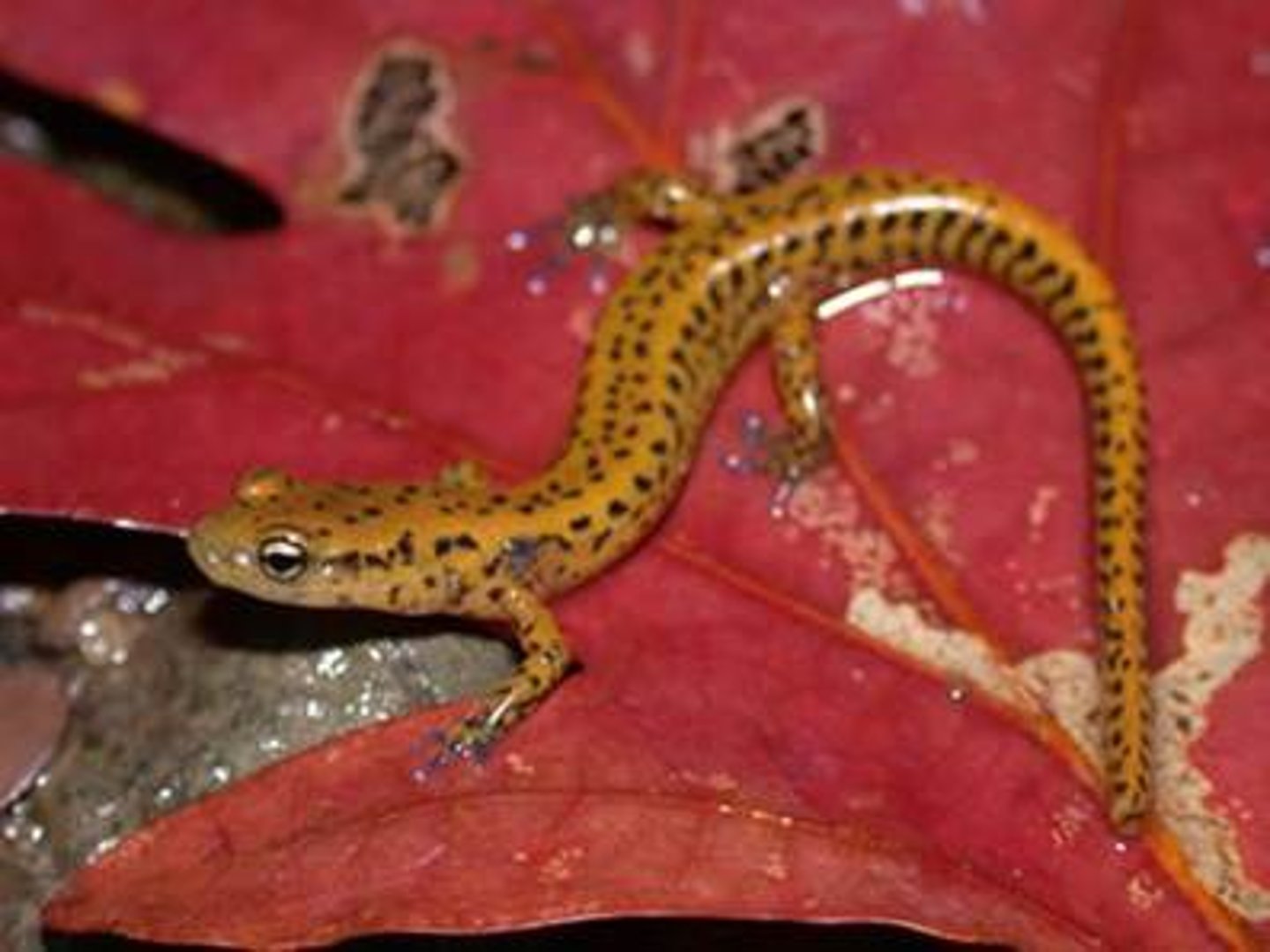 <p>Eurycea longicauda</p><p>Order: Caudata</p><p>Family: Plethodontidae</p>