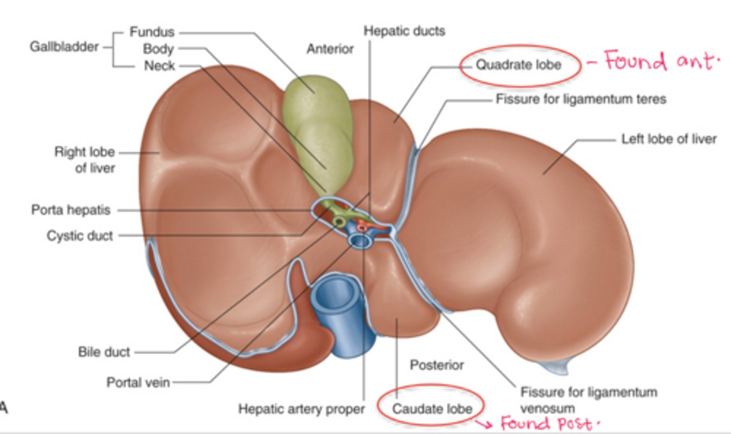 <p>fundus, body, neck</p>