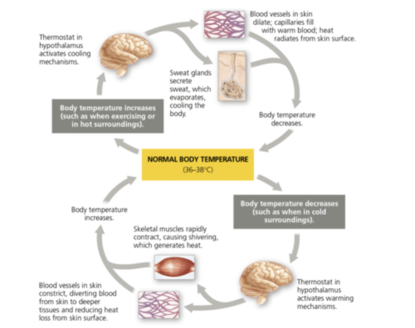 <p>Hypothalamus (it also controls the circadian clock)</p>