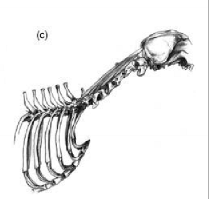 <p>Del av m. semispinalis capitis, O, I, F</p>