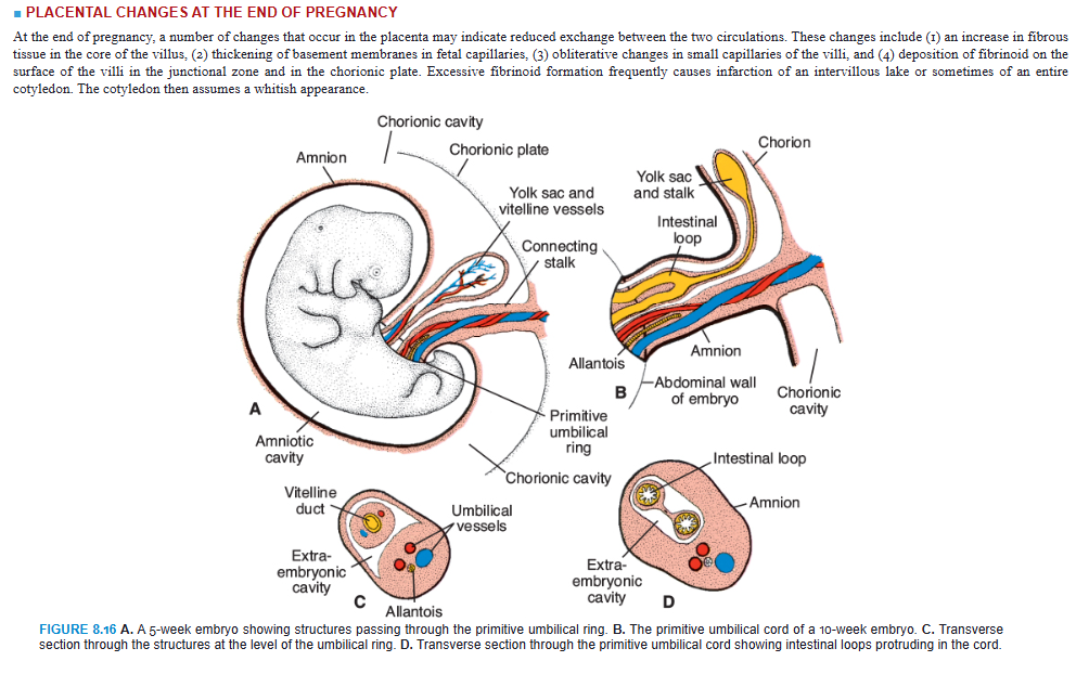 <p>PLACENTAL CHANGES AT THE END OF PREGNANCY</p><p>At the end of pregnancy, a number of changes that occur in the placenta may indicate reduced exchange between the two circulations. These changes include (1) an increase in fibrous tissue in the core of the villus, (2) thickening of basement membranes in fetal capillaries, (3) obliterative changes in small capillaries of the villi, and (4) deposition of fibrinoid on the surface of the villi in the junctional zone and in the chorionic plate. Excessive fibrinoid formation frequently causes infarction of an intervillous lake or sometimes of an entire cotyledon. The cotyledon then assumes a whitish appearance.</p>