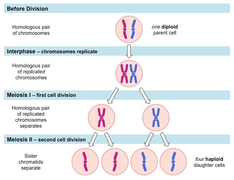 <p>Diploid parent cell divides to produce haploid daughter cells, forms gametes</p><ul><li><p>It reduces the chromosome number from diploid (2n) to haploid (n)</p></li><li><p>It ensures that each of the haploid products has a complete set of chromosomes.</p></li><li><p>It generates genetic diversity among the products.</p></li></ul><p></p>