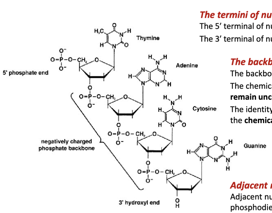 <p><span> formed by nucleotides joined by phosphodiester bonds</span></p>
